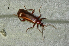 Dendroides ephemeroides