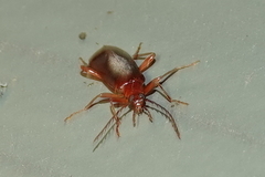 Dendroides ephemeroides