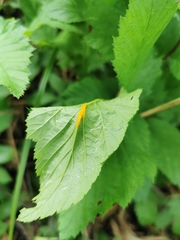 Triphragmium ulmariae
