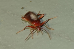 Dendroides ephemeroides