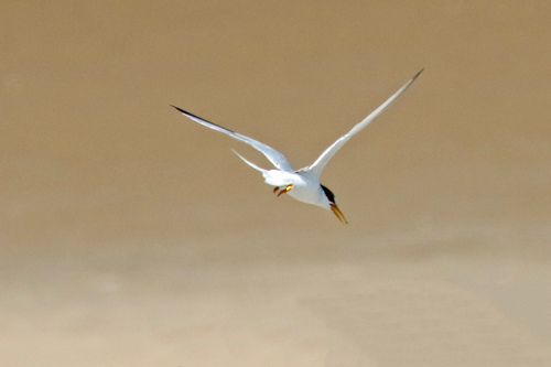 Charrancito común (Sternula albifrons)