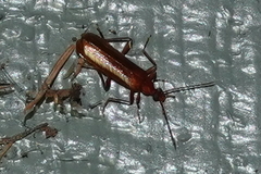 Dendroides ephemeroides