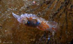 Chromodoris alternata