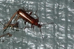 Dendroides ephemeroides