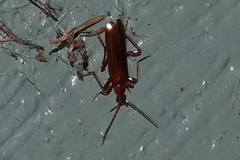Dendroides ephemeroides