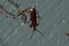 Dendroides ephemeroides