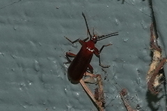 Dendroides ephemeroides