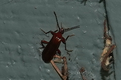 Dendroides ephemeroides