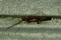 Dendroides ephemeroides