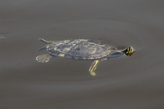 Trachemys venusta iversoni