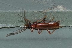Dendroides ephemeroides