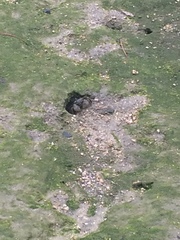 Sesarmidae