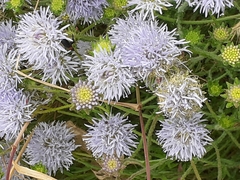 Jasione