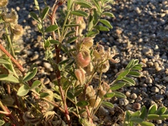 Astragalus pubentissimus