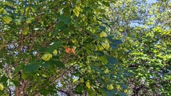 Ptelea trifoliata mollis