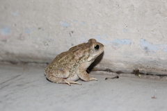 Duttaphrynus stomaticus