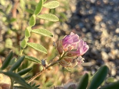 Astragalus pubentissimus