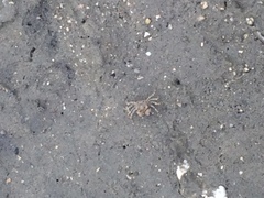 Brachyura