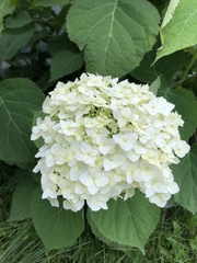Hydrangeaceae