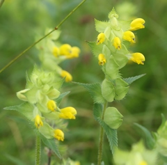 Rhinanthus freynii