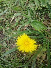 Taraxacum officinale