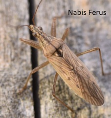 Nabis ferus