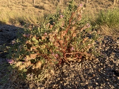 Astragalus pubentissimus
