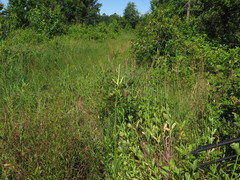 Physostegia digitalis