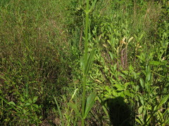 Physostegia digitalis