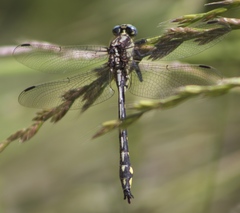 Phanogomphus kurilis