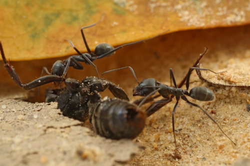 Asian Tyrant Ant photo 3