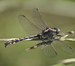 Phanogomphus kurilis