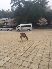 Cervus nippon