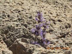 Nepeta cilicia