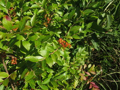 Vaccinium virgatum