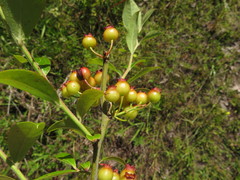 Vaccinium virgatum