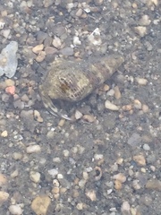 Gastropoda