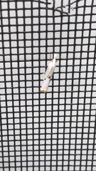 Microcrambus biguttellus