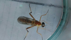 Vermileo