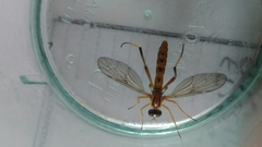 Vermileo