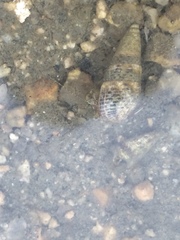 Paguroidea