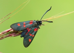 Zygaena filipendulae