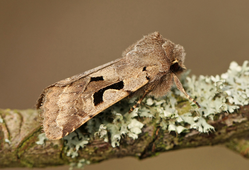 Hebrew Character