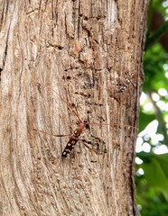 Clytocera chionospila