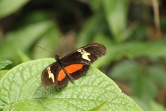 Heliconius hortense