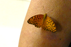 Phalanta phalantha phalantha