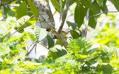 Setophaga ruticilla