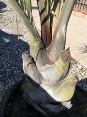 Dypsis decaryi