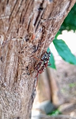 Clytocera chionospila