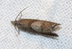 Dichrorampha acuminatana